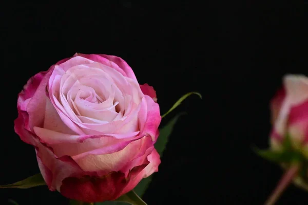 Piękny Kwiat Róży Czarnym Tle — Zdjęcie stockowe