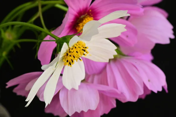 Όμορφα Ροζ Και Λευκά Λουλούδια Μαύρο Φόντο — Φωτογραφία Αρχείου