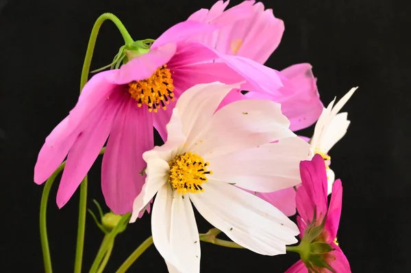Belas Flores Rosa Branco Fundo Preto — Fotografia de Stock