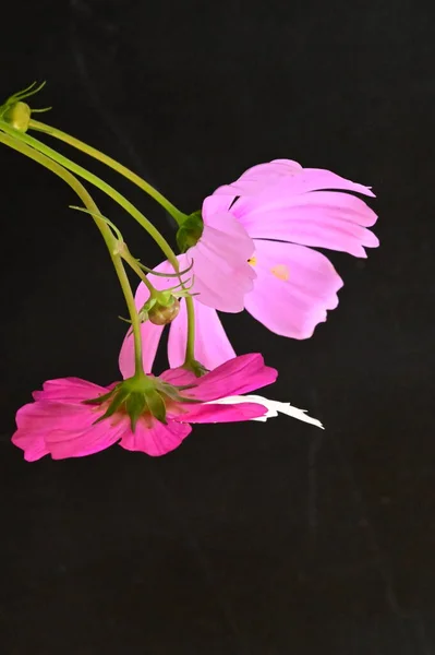 Beautiful Pink White Flowers Black Background — Stock Photo, Image