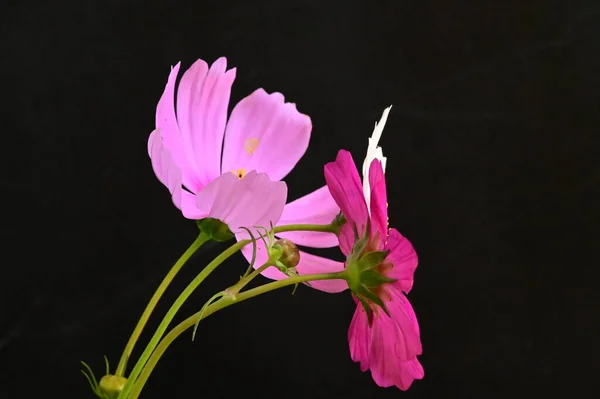 beautiful pink and white flowers on black background