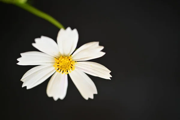 黑色背景的美丽的白花 — 图库照片