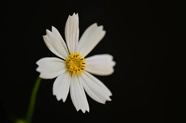 黑色背景的美丽的白花 — 图库照片