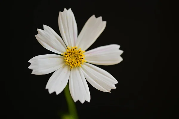 Bellissimo Fiore Bianco Sfondo Nero — Foto Stock
