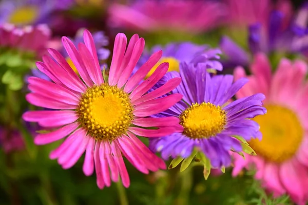 Hermosas Flores Rosa Púrpura Vista Cerca Concepto Verano — Foto de Stock