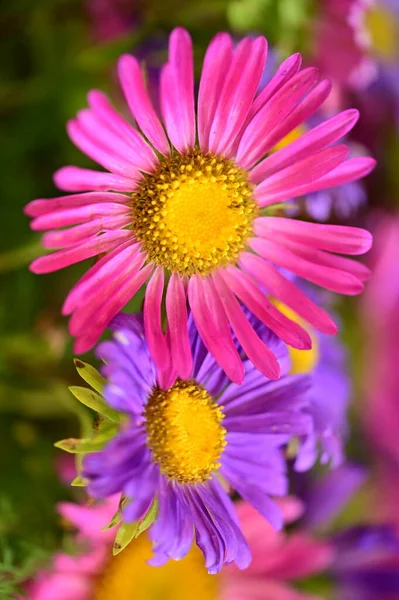 Belas Flores Rosa Roxo Vista Perto Conceito Verão — Fotografia de Stock