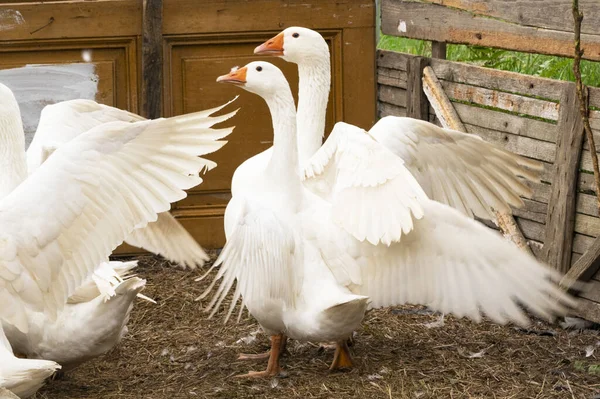 Schöne Weiße Gänse Freien Sommertagen — Stockfoto