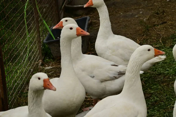 Gyönyörű Fehér Libák Szabadban Nyári Napon — Stock Fotó