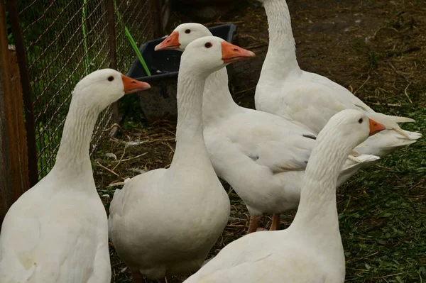 Gyönyörű Fehér Libák Szabadban Nyári Napon — Stock Fotó