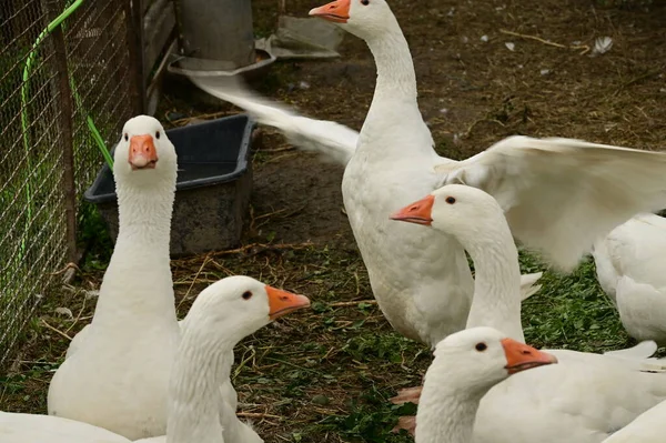 Gyönyörű Fehér Libák Szabadban Nyári Napon — Stock Fotó