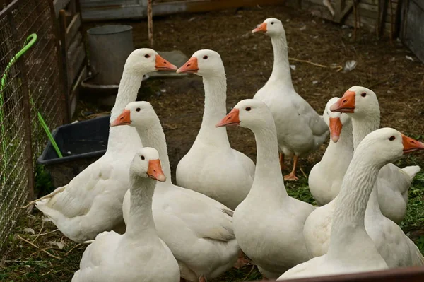 Gyönyörű Fehér Libák Szabadban Nyári Napon — Stock Fotó