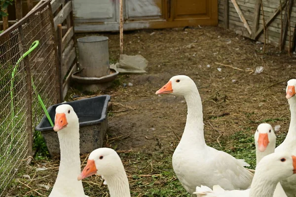 Schöne Weiße Gänse Freien Sommertagen — Stockfoto