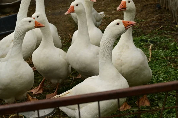 Gyönyörű Fehér Libák Szabadban Nyári Napon — Stock Fotó