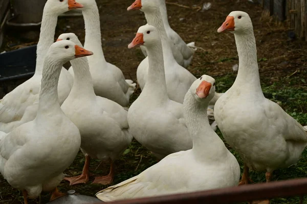 Schöne Weiße Gänse Freien Sommertagen — Stockfoto