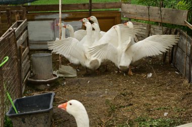 Güzel beyaz kazlar yaz günü açık havada 