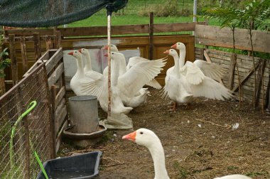 Güzel beyaz kazlar yaz günü açık havada 