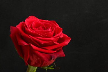 Siyah arkaplanda kırmızı gülün güzel çiçekleri