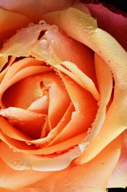 Siyah arkaplanda güzel yumuşak bir gül