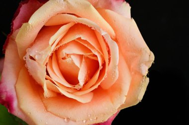 Siyah arkaplanda güzel yumuşak bir gül