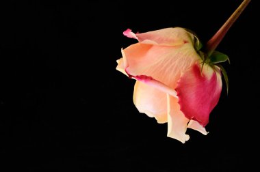 Siyah arkaplanda güzel yumuşak bir gül