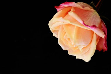 Siyah arkaplanda güzel yumuşak bir gül