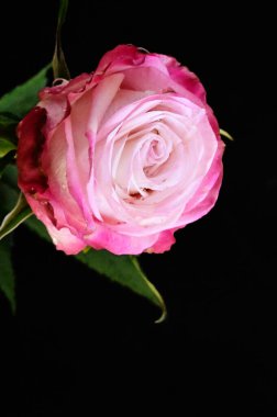 Siyah arkaplanda güzel yumuşak bir gül