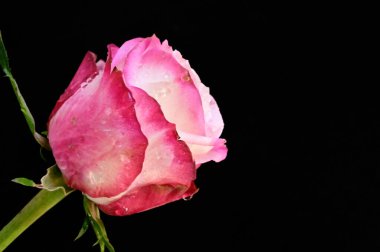 Siyah arkaplanda güzel yumuşak bir gül