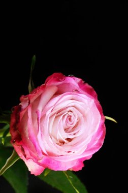 Siyah arkaplanda güzel yumuşak bir gül