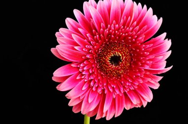 Siyah arka planda güzel pembe gerbera çiçeği