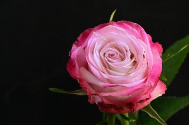 Siyah arkaplanda güzel yumuşak bir gül