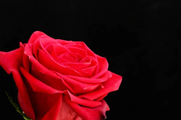beautiful blossom of red rose on black background