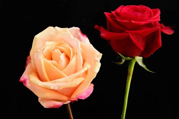 Krásné Dvě Růže Květiny Černém Pozadí — Stock fotografie
