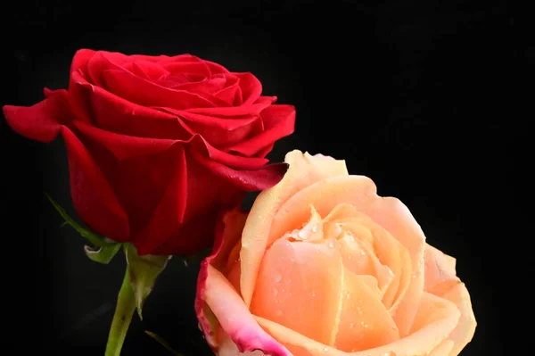 Hermosas Dos Flores Rosa Sobre Fondo Negro — Foto de Stock
