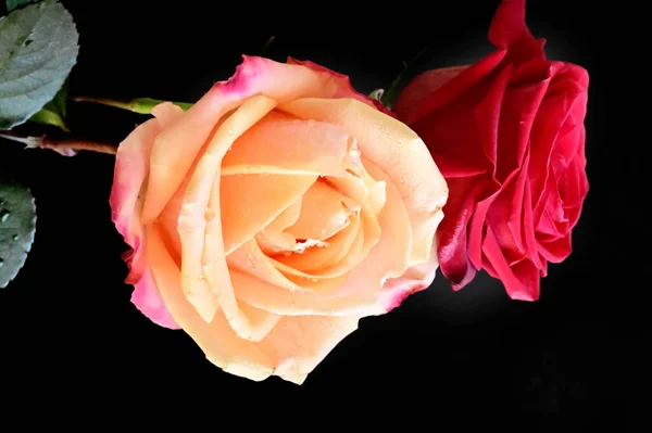 Красивые Два Цветка Розы Черном Фоне — стоковое фото