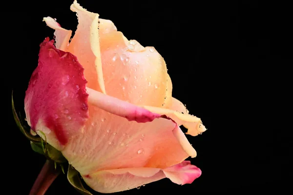 黑色背景的美丽的玫瑰花 — 图库照片