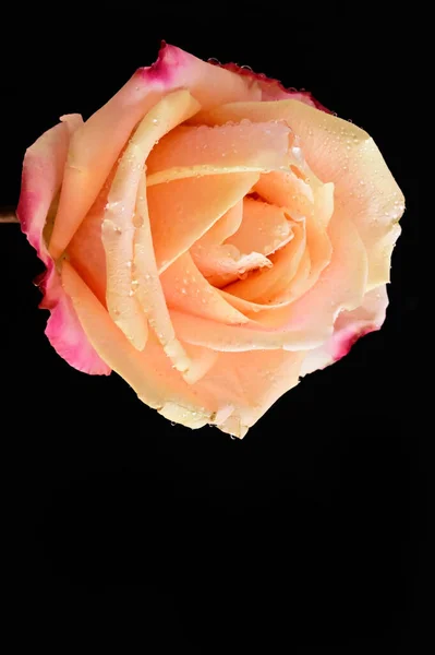 Красивая Нежная Роза Черном Фоне — стоковое фото