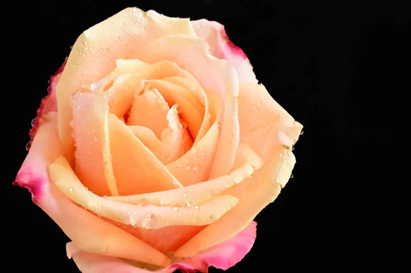 beautiful tender rose on black background