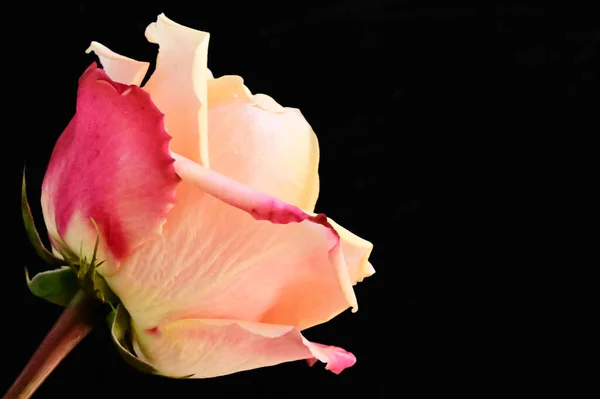 Красивая Нежная Роза Черном Фоне — стоковое фото