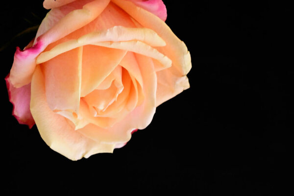 Beautiful tender rose on black background