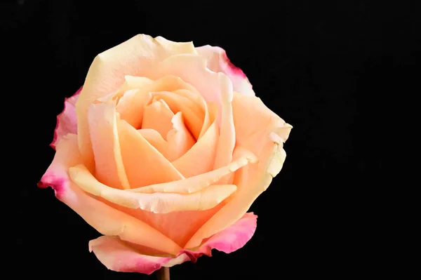 Beautiful Tender Rose Black Background — Stock Photo, Image