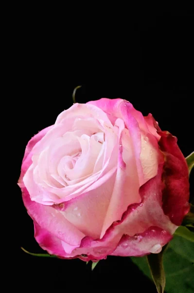 beautiful tender rose on black background