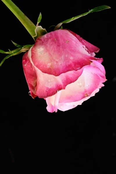 Hermosa Rosa Tierna Sobre Fondo Negro — Foto de Stock
