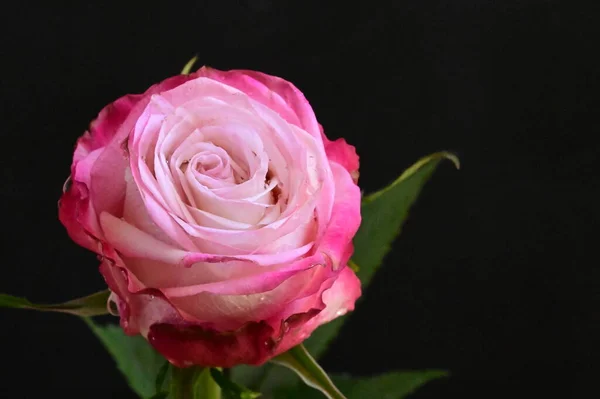 Όμορφο Τρυφερό Τριαντάφυλλο Μαύρο Φόντο — Φωτογραφία Αρχείου