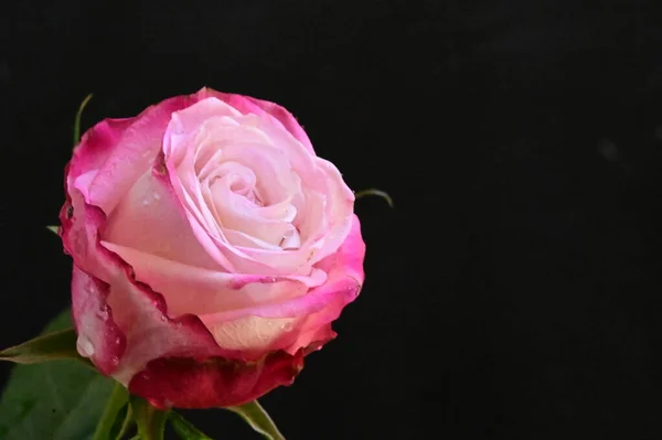 Hermosa Rosa Tierna Sobre Fondo Negro — Foto de Stock