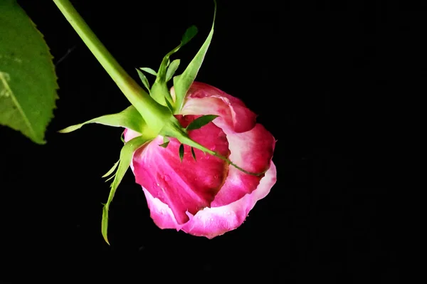 Bella Tenera Rosa Sfondo Nero — Foto Stock