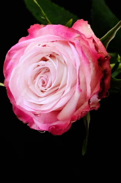 Krásná Něžná Růže Černém Pozadí — Stock fotografie