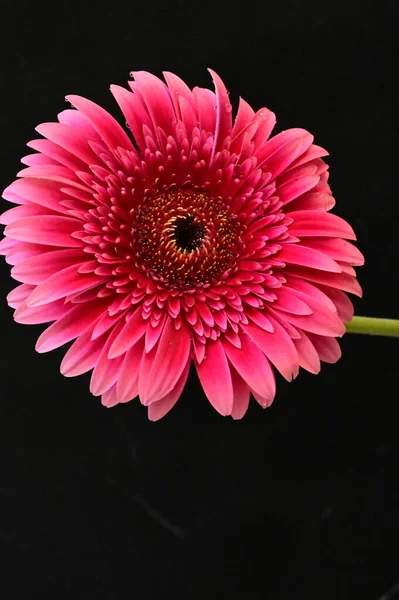 Красива Рожева Квітка Гербери Чорному Фоні — стокове фото