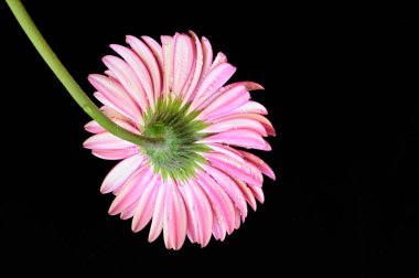 Siyah arka planda güzel pembe gerbera çiçeği