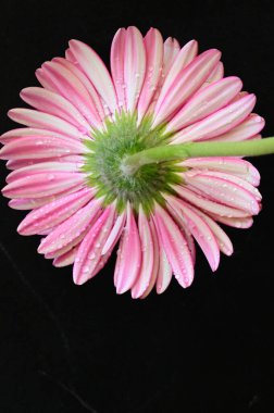 Siyah arka planda güzel pembe gerbera çiçeği