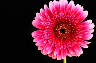 Siyah arka planda güzel pembe gerbera çiçeği